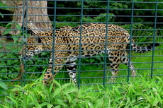 Jaguar (2).JPG
